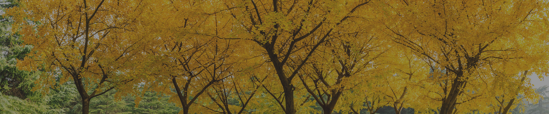 銀杏の木の画像